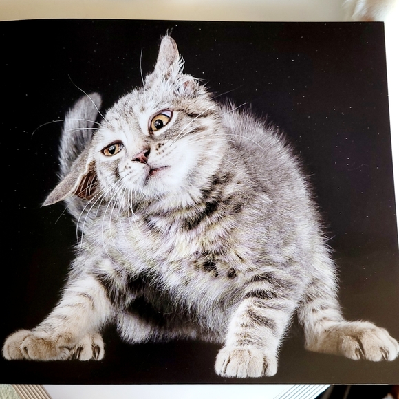 Shake Cats ● Lick Cats Book By Carli Davidson - Hardcover - Picture 11 of 12